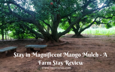 Stay in Magnificent Mango Mulch – A Farm Stay Review