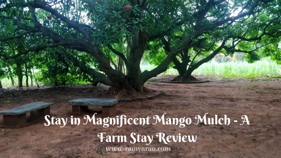 Stay in Magnificent Mango Mulch – A Farm Stay Review