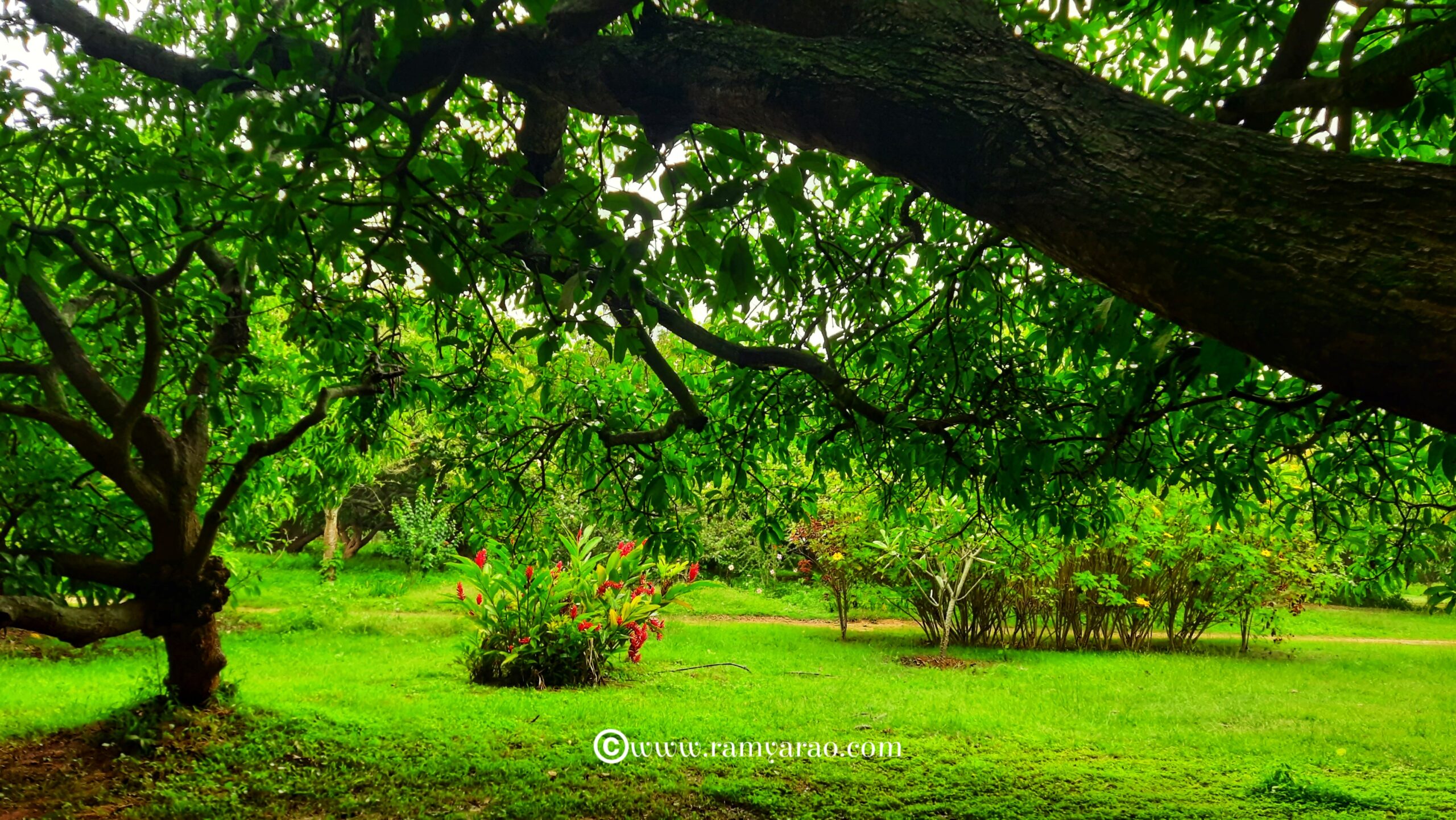 Stay-in-Magnificient-Mango-Mulch-A-Farm-Stay-Review